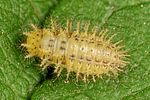 subcoccinella-24punctata-larva2-foto-altmann