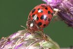 subcoccinella-24punctata2-foto-weidlich