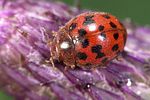 subcoccinella-24punctata2-foto-weidlich_2