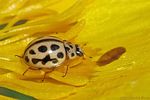 tytthaspis-sedecimpunctata-foto-derennes