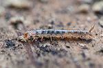 uleiota-planatus-larva-foto-roessler