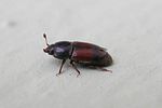 urophorus-rubripennis-foto-keresztes