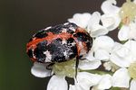 anthrenus-scrophulariae-foto-rindlisbacher