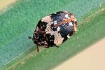 anthrenus-scrophulariae-foto-swadzba