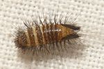 anthrenus-scrophulariae-larva-foto-krumm
