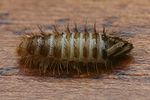 anthrenus-verbasci-larva-foto-faasen