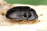 attagenus-unicolor2-foto-dvorak