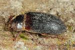 dermestes-haemorrhoidalis-foto-altmann