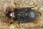 dermestes-haemorrhoidalis2-foto-altmann