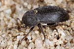 dermestes-laniarius2-foto-koehler