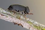 hemicoelus-fulvicorne-foto-swadzba
