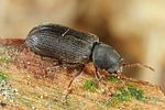 hemicoelus-fulvicornis2-foto-altmann