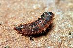 nosodendron-fasciculare-larva-foto-pfliegler