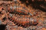 nosodendron-fasciculare-larva2-foto-pfliegler