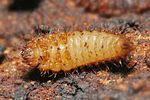 nosodendron-fasciculare-larva3-foto-pfliegler