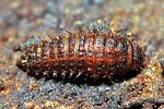nosodendron-fasciculare-larva4-foto-pfliegler