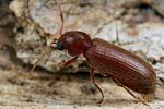 oligomerus-brunneus2-foto-koehler
