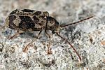 ptinomorphus-imperialis-foto-dewilde