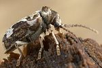 ptinomorphus-imperialis-foto-hall