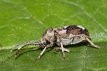 ptinomorphus-imperialis-foto-rindlisbacher