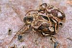 ptinomorphus-imperialis-paar-foto-koehler