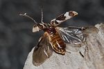 ptinomorphus-imperialis-start-foto-rindlisbacher