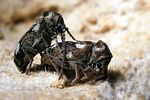 ptinomorphus-imperialis2-foto-cymorek