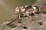 ptinomorphus-imperialis2-foto-koehler
