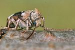ptinomorphus-imperialis3-foto-koehler