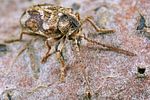 ptinomorphus-imperialis4-foto-koehler