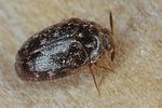 trogoderma-glabrum-foto-koehler