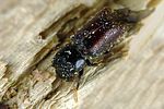 xylopertha-retusa-foto-krumm