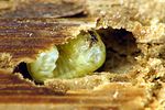 xylopertha-retusa-larve-foto-krumm
