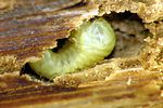 xylopertha-retusa-larve2-foto-krumm