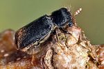 xylopertha-retusa2-foto-koehler