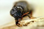 xylopertha-retusa2-foto-krumm