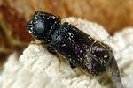 xylopertha-retusa3-foto-krumm