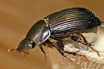 acrossus-rufipes-foto-vanderkrieken