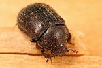 aesalus-scarabaeoides-female3-foto-koehler