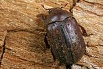 aesalus-scarabaeoides-female4-foto-koehler