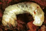 aesalus-scarabaeoides-larva-foto-polacek