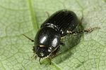 agrilinus-ater2-foto-altmann