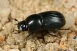 agrilinus-ater2-foto-faasen
