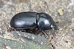 agrilinus-ater3-foto-weidlich