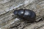agrilinus-convexus-foto-rindlisbacher