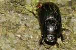 agrilinus-convexus-foto-thomason