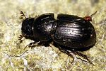 agrilinus-convexus2-foto-thomason