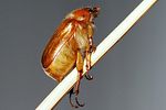 amphimallon-assimile-foto-dinicola