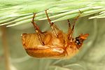 amphimallon-assimile-foto-dvorak