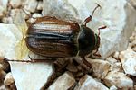 amphimallon-ochraceum-foto-holzki